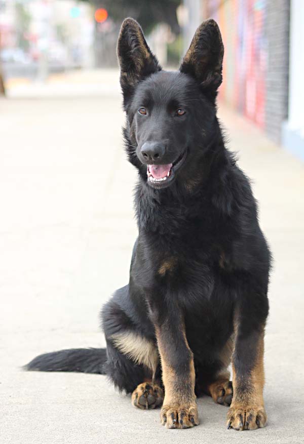 Bicolor german clearance shepherd puppy